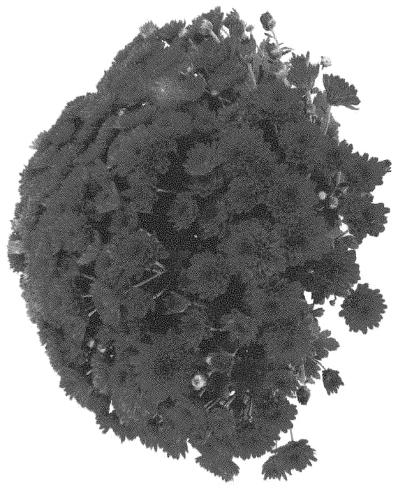 Figure 1 of US plant patent PP31563, the photograph of Domsuchir printed in the patent.