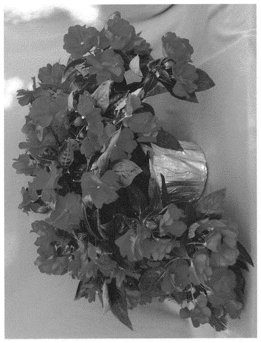 Figure 1 of US plant patent PP31564, the photograph of Doimwirored printed in the patent.