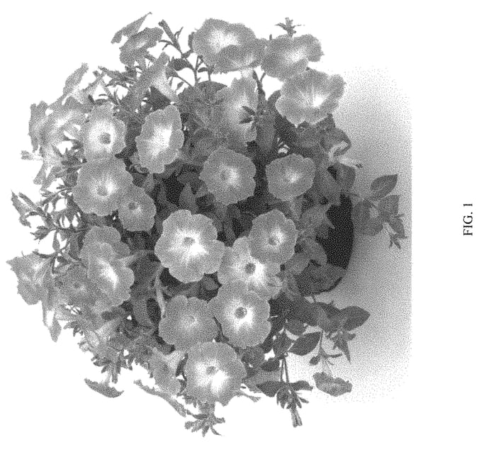 Figure 1 of US plant patent PP31565, the photograph of KERTEAMORN printed in the patent.