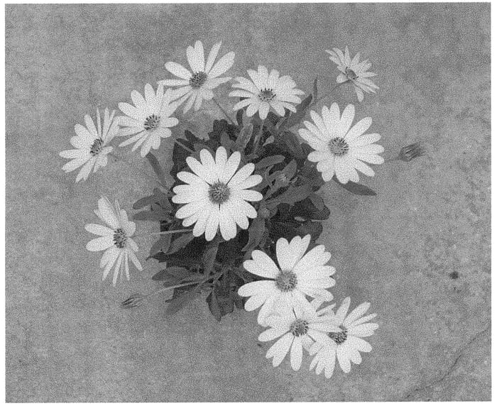 Figure 1 of US plant patent PP31566, the photograph of KLEOE18318 printed in the patent.