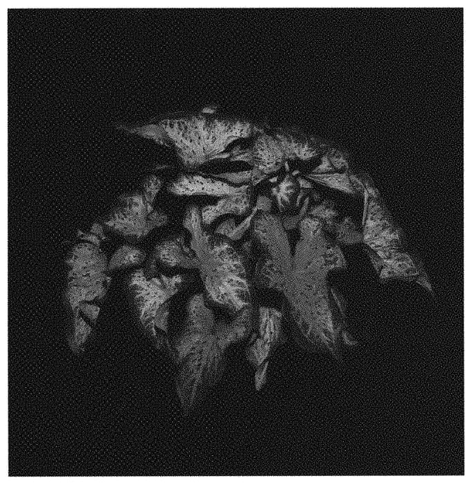 Figure 1 of US plant patent PP31567, the photograph of Heart and Soul printed in the patent.