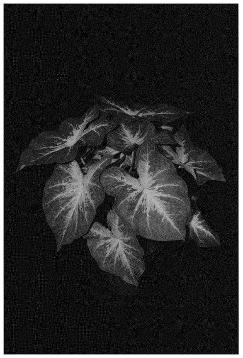 Figure 1 of US plant patent PP31568, the photograph of Just Saucy printed in the patent.