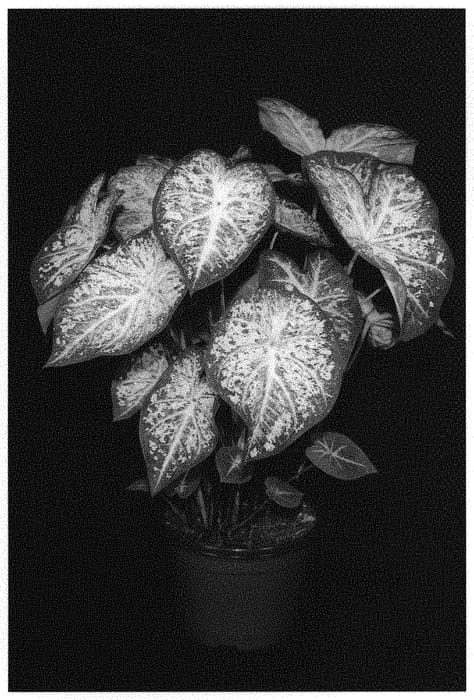 Figure 1 of US plant patent PP31569, the photograph of ZRD 2318-183 printed in the patent.