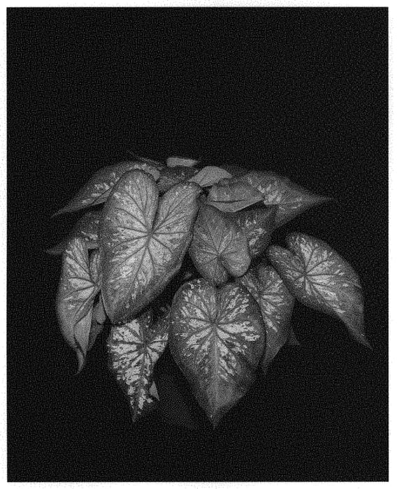 Figure 1 of US plant patent PP31570, the photograph of Xplosion printed in the patent.