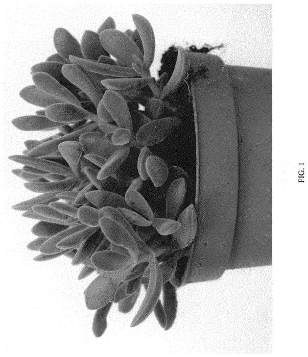 Figure 1 of US plant patent PP31571, the photograph of EC-CRAS-1802 printed in the patent.