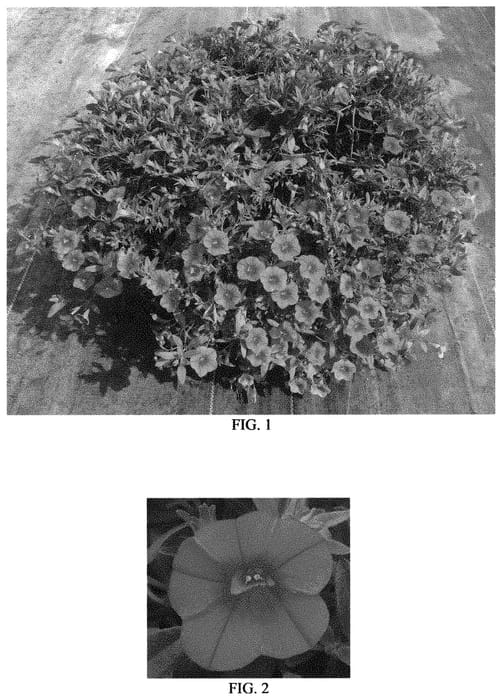 Figure 1 of US plant patent PP31572, the photograph of Balcaborim printed in the patent.