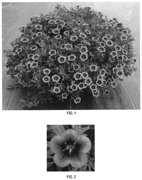Figure 1 of US plant patent PP31573, the photograph of Balcabooni printed in the patent.