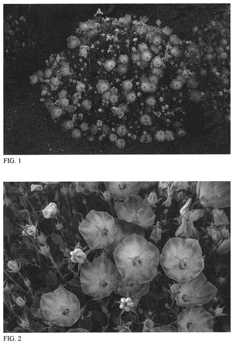 Figure 1 of US plant patent PP31574, the photograph of Delft Teacups printed in the patent.
