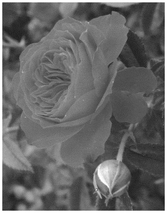 Figure 1 of US plant patent PP31575, the photograph of ALTcaptain printed in the patent.