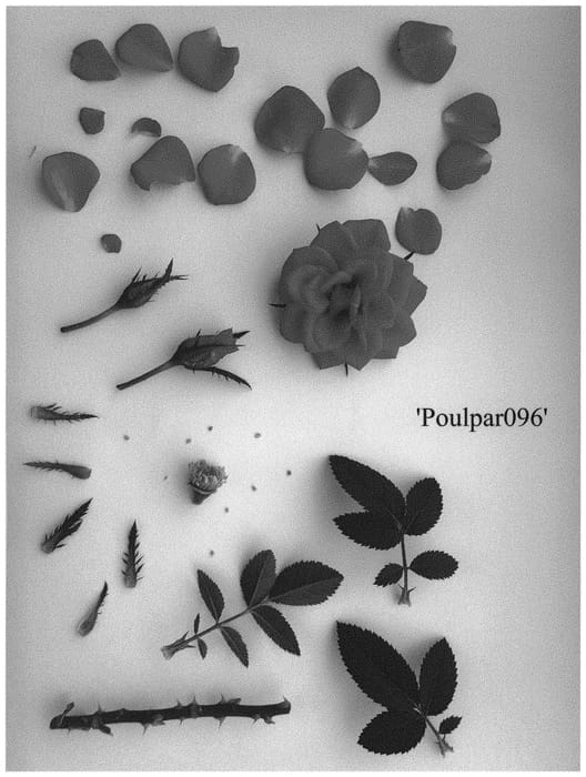 Figure 1 of US plant patent PP31576, the photograph of Poulpar096 printed in the patent.