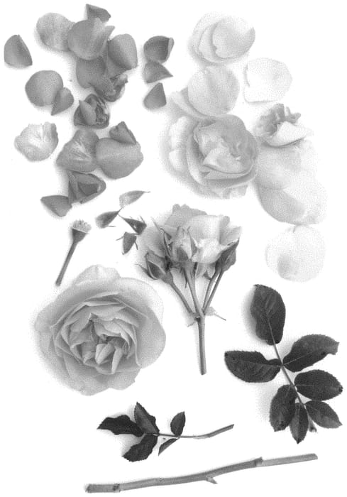 Figure 1 of US plant patent PP31577, the photograph of Poulpal075 printed in the patent.