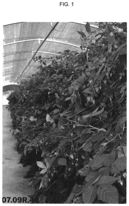 Figure 1 of US plant patent PP31578, the photograph of plapink 0740 printed in the patent.