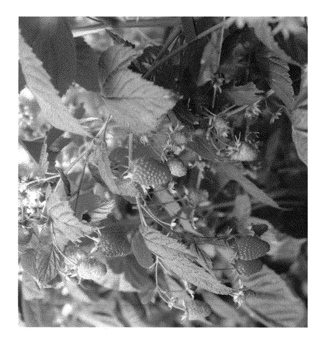 Figure 1 of US plant patent PP31579, the photograph of ABB 118 printed in the patent.