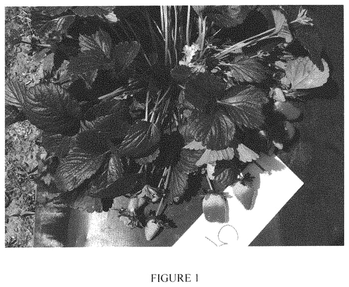 Figure 1 of US plant patent PP31580, the photograph of American Aroma 10 printed in the patent.