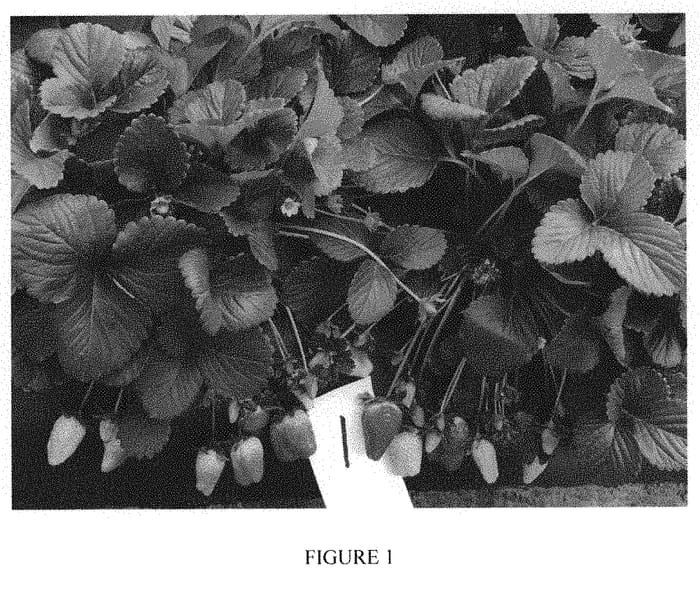 Figure 1 of US plant patent PP31581, the photograph of American Aroma 12 printed in the patent.