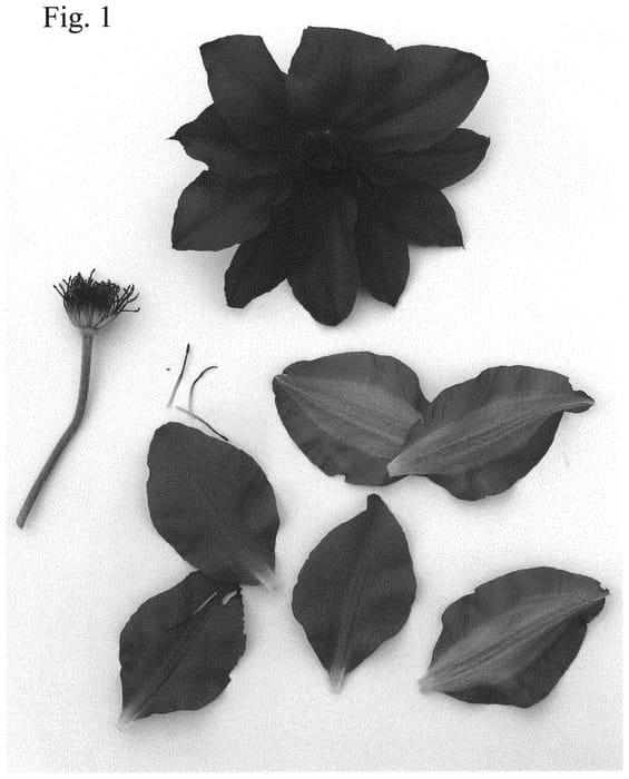 Figure 1 of US plant patent PP31582, the photograph of Evipo102 printed in the patent.