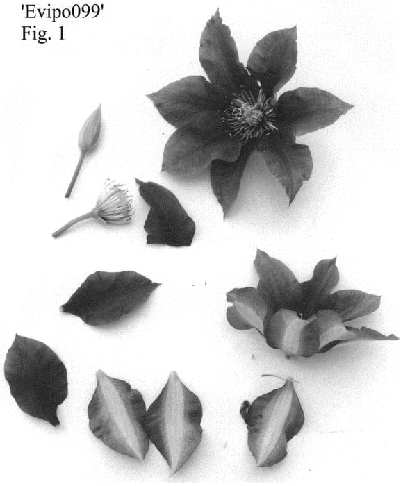 Figure 1 of US plant patent PP31583, the photograph of Evipo099 printed in the patent.