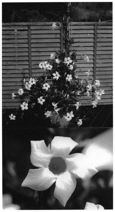 Figure 1 of US plant patent PP31584, the photograph of Sunpa 127 printed in the patent.