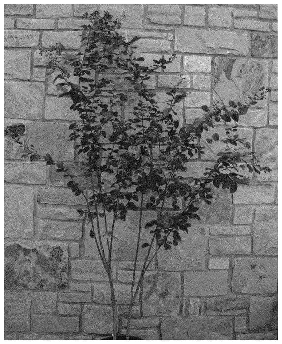 Figure 1 of US plant patent PP31585, the photograph of JM1 printed in the patent.