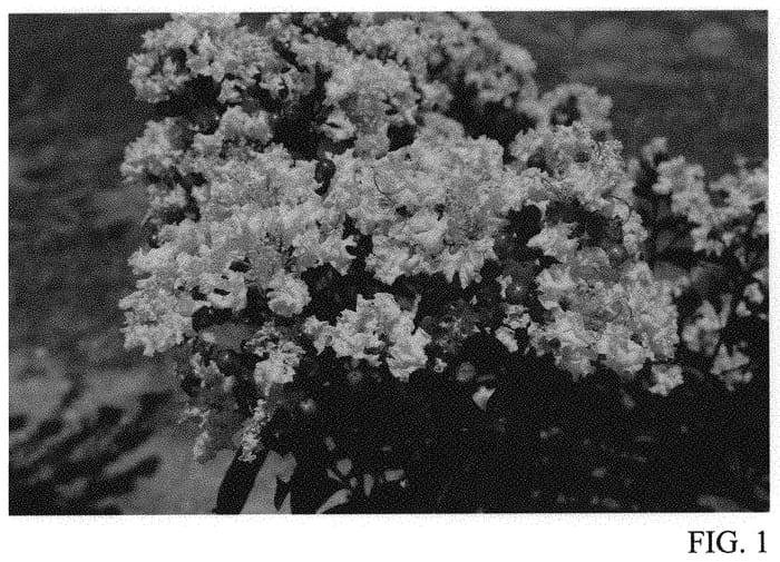 Figure 1 of US plant patent PP31586, the photograph of DJ 05-14 printed in the patent.
