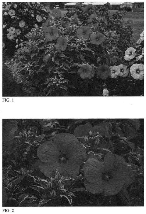 Figure 1 of US plant patent PP31587, the photograph of Summer Carnival printed in the patent.