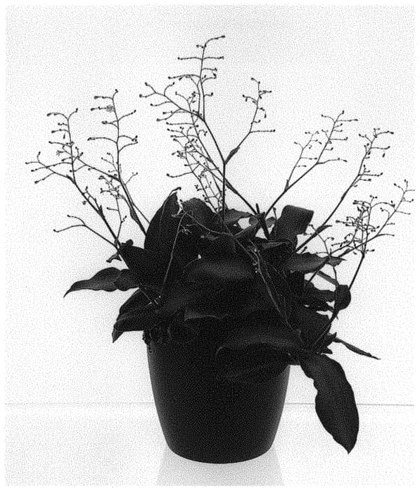 Figure 1 of US plant patent PP31588, the photograph of PPIMUR004 printed in the patent.
