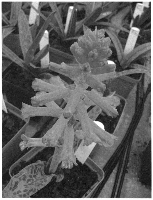 Figure 1 of US plant patent PP31589, the photograph of Cherise printed in the patent.