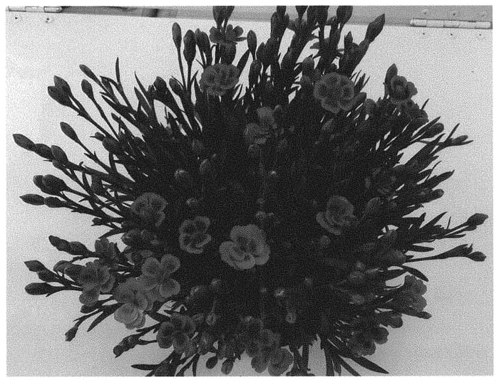 Figure 1 of US plant patent PP31590, the photograph of KLEDG17297 printed in the patent.