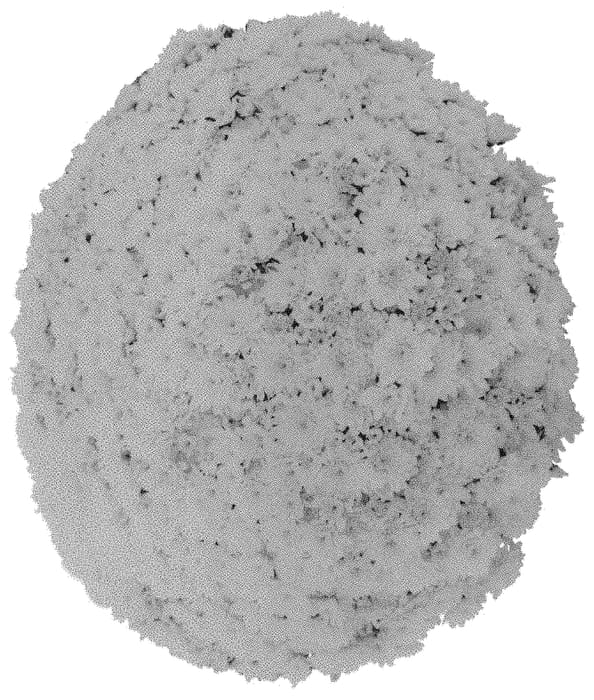 Figure 1 of US plant patent PP31591, the photograph of Domdayyel printed in the patent.