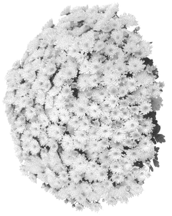 Figure 1 of US plant patent PP31592, the photograph of Domsuditwhi printed in the patent.