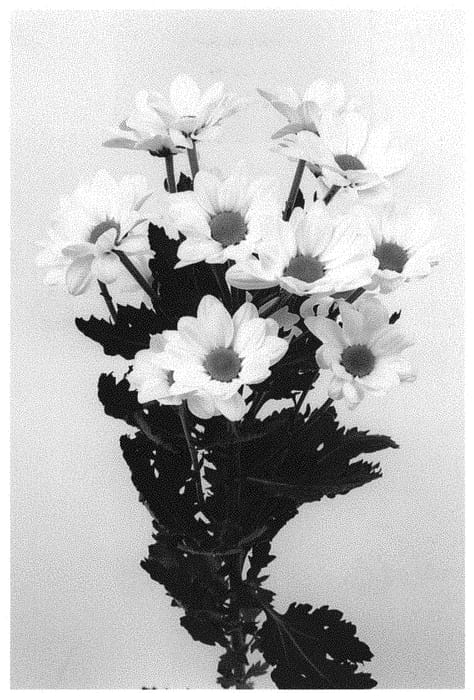 Figure 1 of US plant patent PP31593, the photograph of DLFARIS1 printed in the patent.