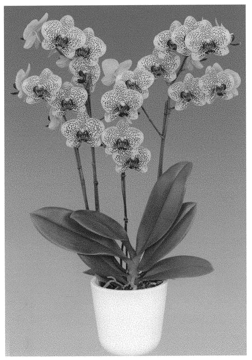 Figure 1 of US plant patent PP31594, the photograph of Fancy Freckles printed in the patent.
