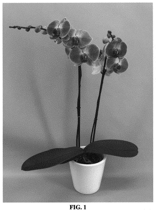 Figure 1 of US plant patent PP31595, the photograph of PHALGIQUEJ printed in the patent.