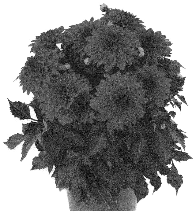 Figure 1 of US plant patent PP31596, the photograph of Dodahhypnore 19 printed in the patent.