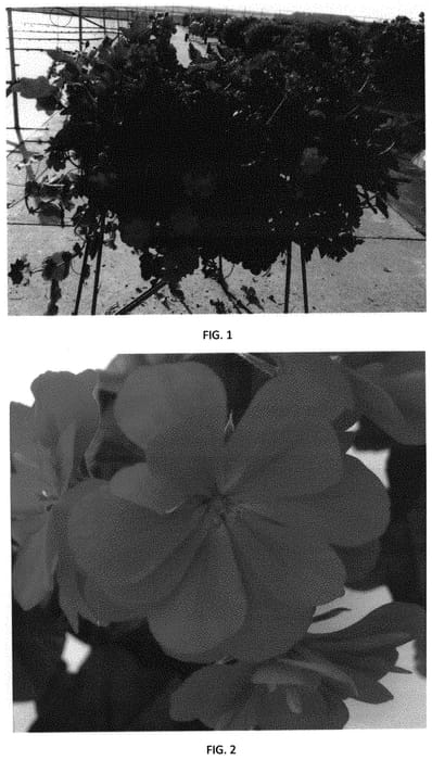Figure 1 of US plant patent PP31597, the photograph of PEQZ0064 printed in the patent.