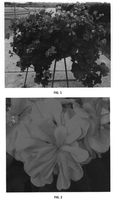 Figure 1 of US plant patent PP31598, the photograph of PEQZ0066 printed in the patent.