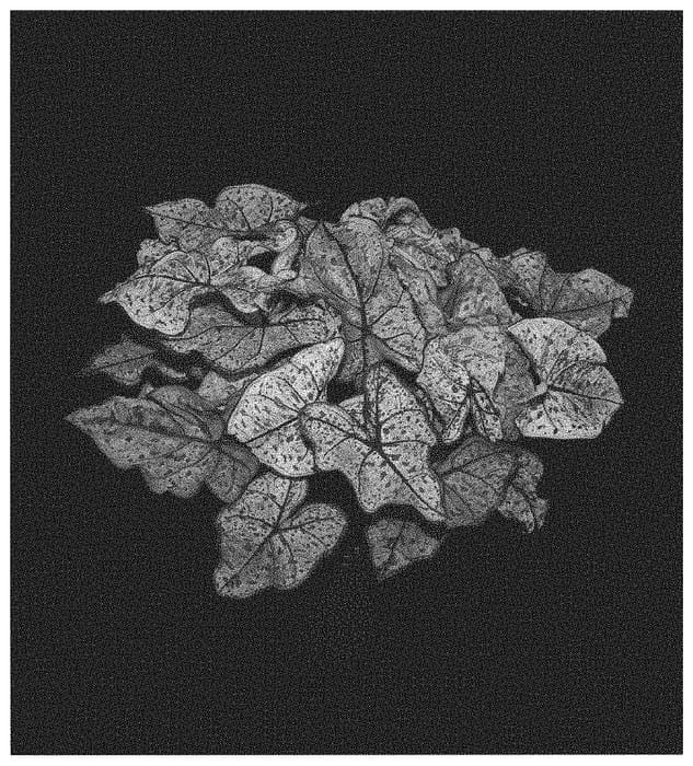 Figure 1 of US plant patent PP31599, the photograph of Splash Of Wine printed in the patent.