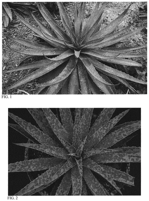 Figure 1 of US plant patent PP31600, the photograph of Femme Fatale printed in the patent.