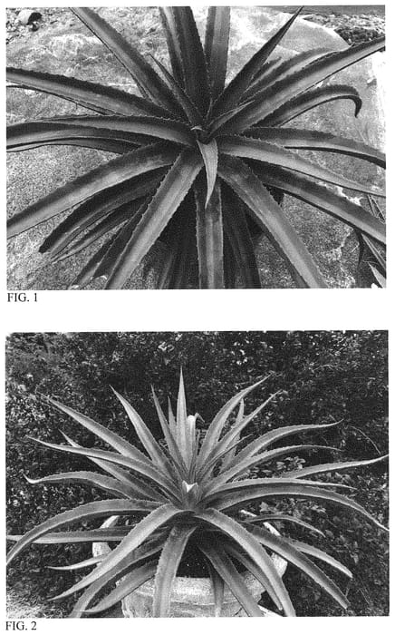 Figure 1 of US plant patent PP31601, the photograph of Shadow Waltz printed in the patent.
