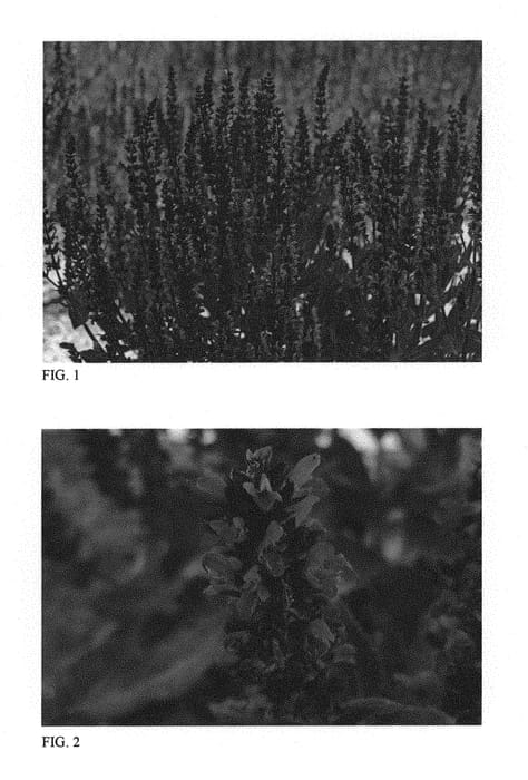 Figure 1 of US plant patent PP31602, the photograph of Bumbleberry printed in the patent.