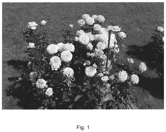 Figure 1 of US plant patent PP31603, the photograph of KORbrocaze printed in the patent.