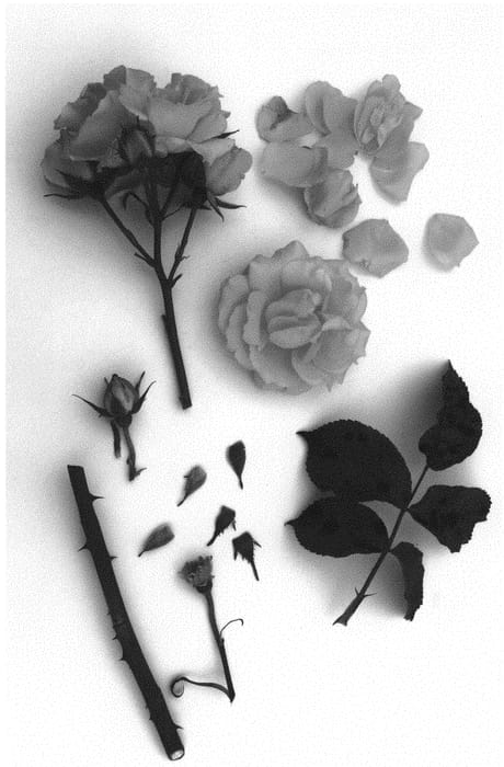 Figure 1 of US plant patent PP31604, the photograph of Poulpal069 printed in the patent.