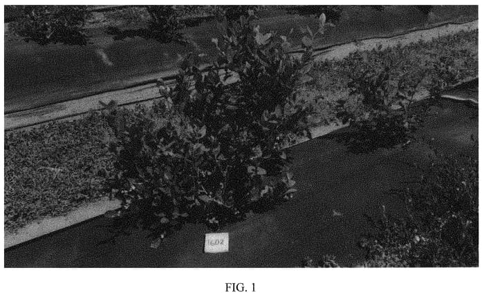 Figure 1 of US plant patent PP31605, the photograph of Ridley 1602 printed in the patent.