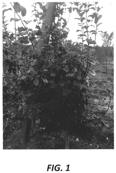 Figure 1 of US plant patent PP31606, the photograph of Howell TC7 printed in the patent.