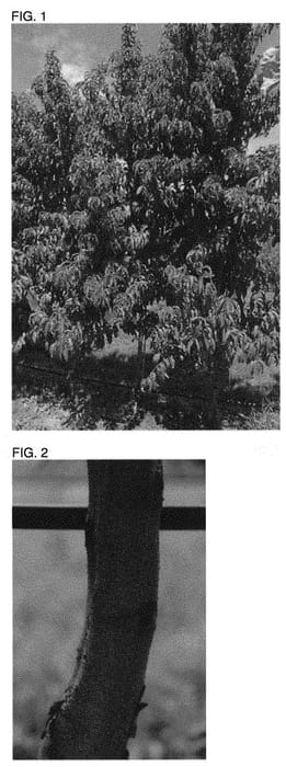 Figure 1 of US plant patent PP31607, the photograph of NSRED15268 printed in the patent.