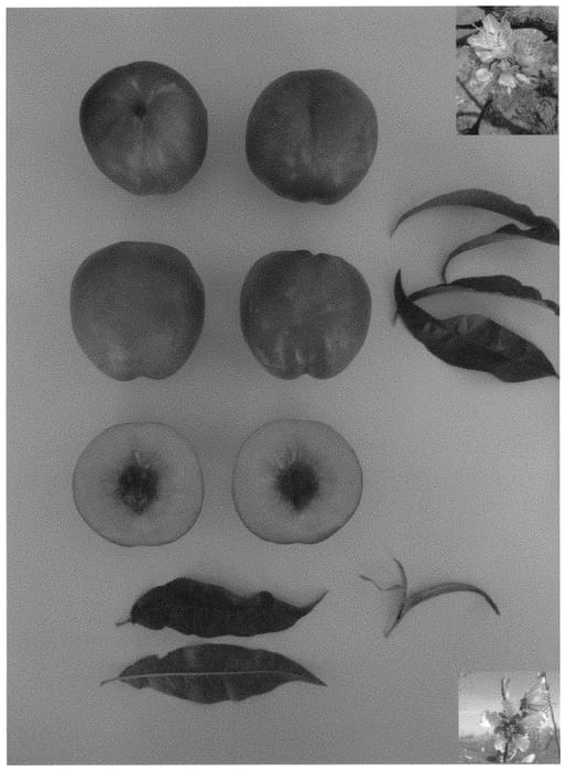 Figure 1 of US plant patent PP31608, the photograph of Summer Sugarine printed in the patent.