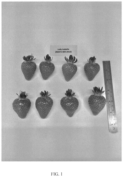 Figure 1 of US plant patent PP31609, the photograph of Lady Isabella printed in the patent.