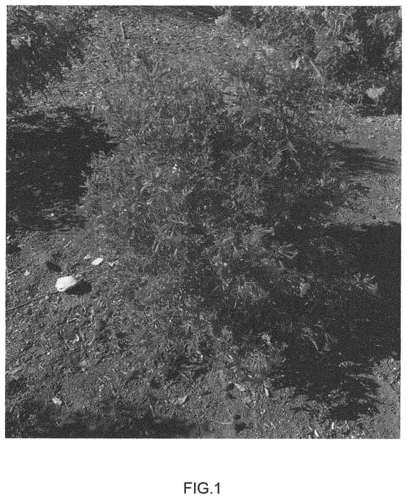 Figure 1 of US plant patent PP31610, the photograph of Red Hot printed in the patent.