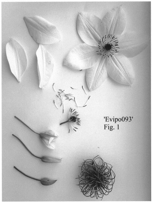 Figure 1 of US plant patent PP31611, the photograph of Evipo093 printed in the patent.