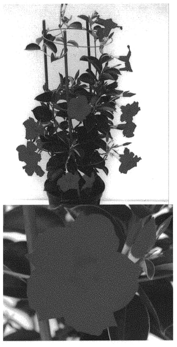 Figure 1 of US plant patent PP31612, the photograph of Sunpa 5223 printed in the patent.